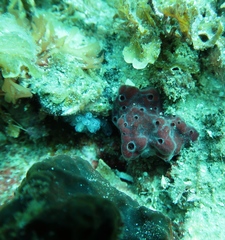 Clavelina moluccensis