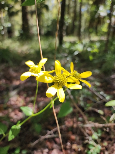 Rudbeckia laciniata var. heterophylla