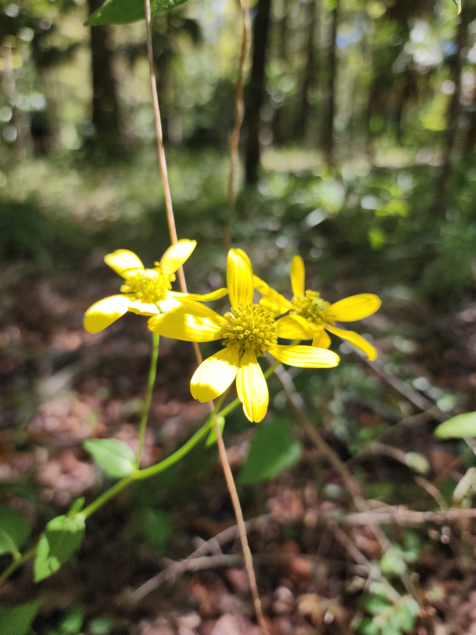 Rudbeckia laciniata var. heterophylla