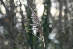 Phragmites australis