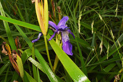 Iris clarkei, photograph (c) Rohit, some rights reserved (CC BY-SA)