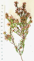 Erica dispar