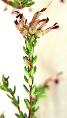 Erica dispar