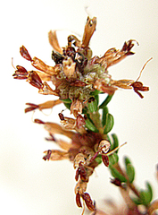 Erica dispar