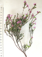 Erica dispar