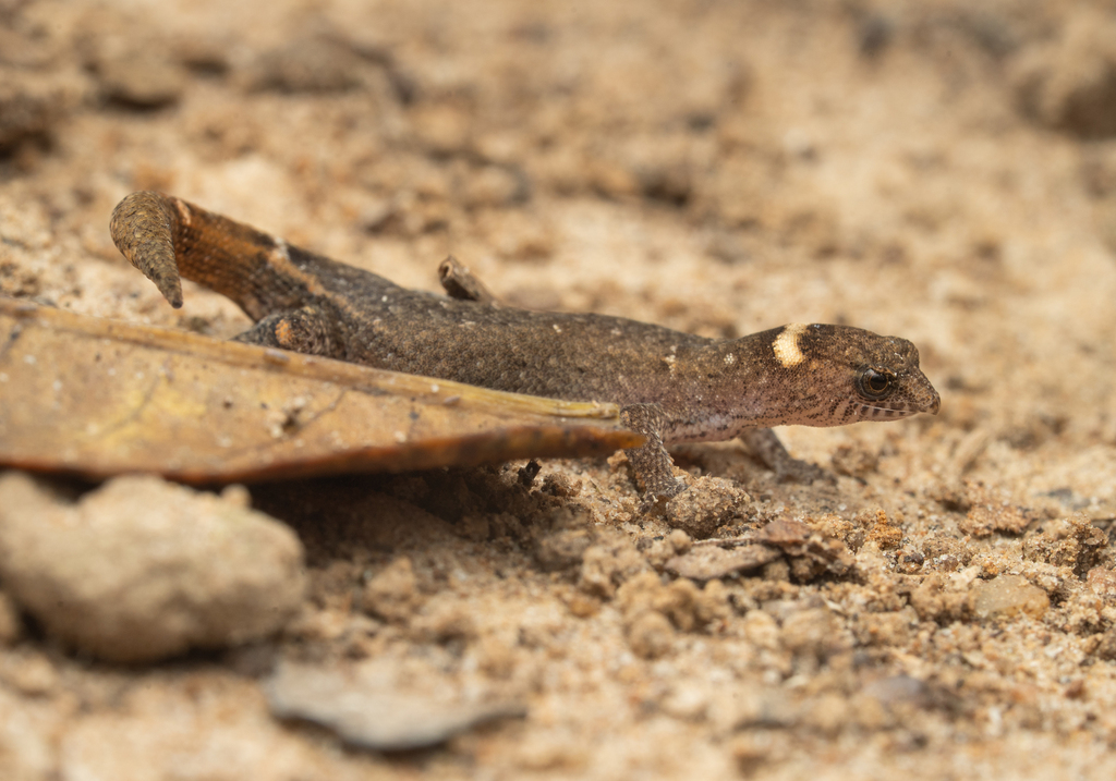 Ilha Maracá Gecko