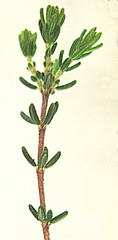 Erica dispar