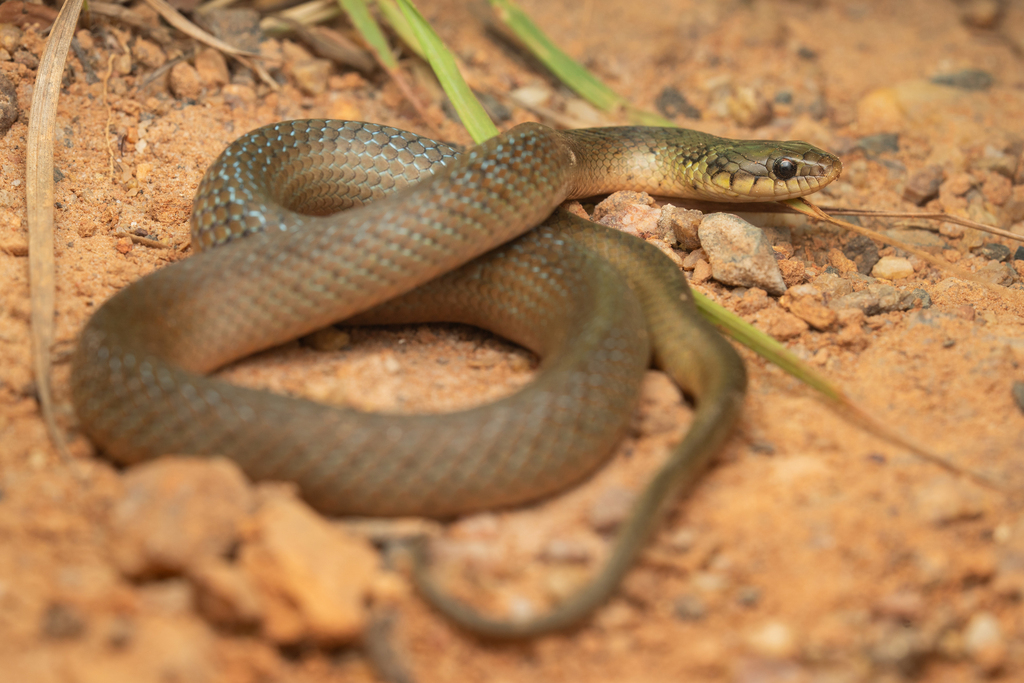 Savannah Racer