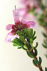 Erica dispar