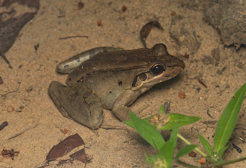 Guiana White-lipped Frog