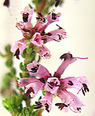 Erica dispar