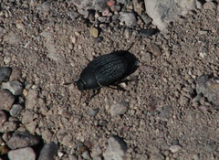 Eusattus reticulatus