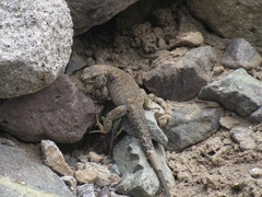 Liolaemus valdesianus