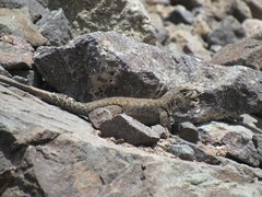 Liolaemus valdesianus