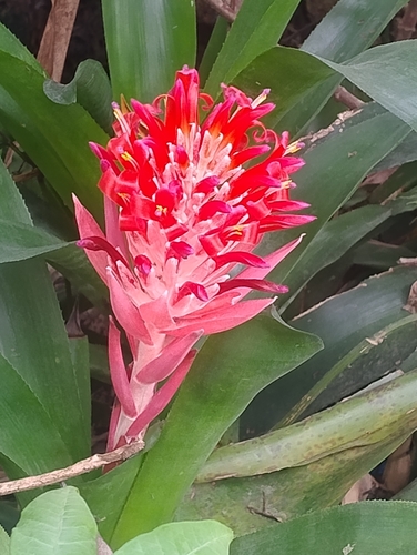 Fool Proof Plant