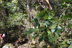 Olea capensis