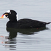 Surf Scoter - Photo (c) BJ Stacey, some rights reserved (CC BY-NC)