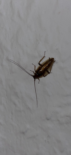 Amber Wood Cockroach