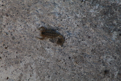 Centruroides vittatus