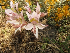 Alstroemeria pallida