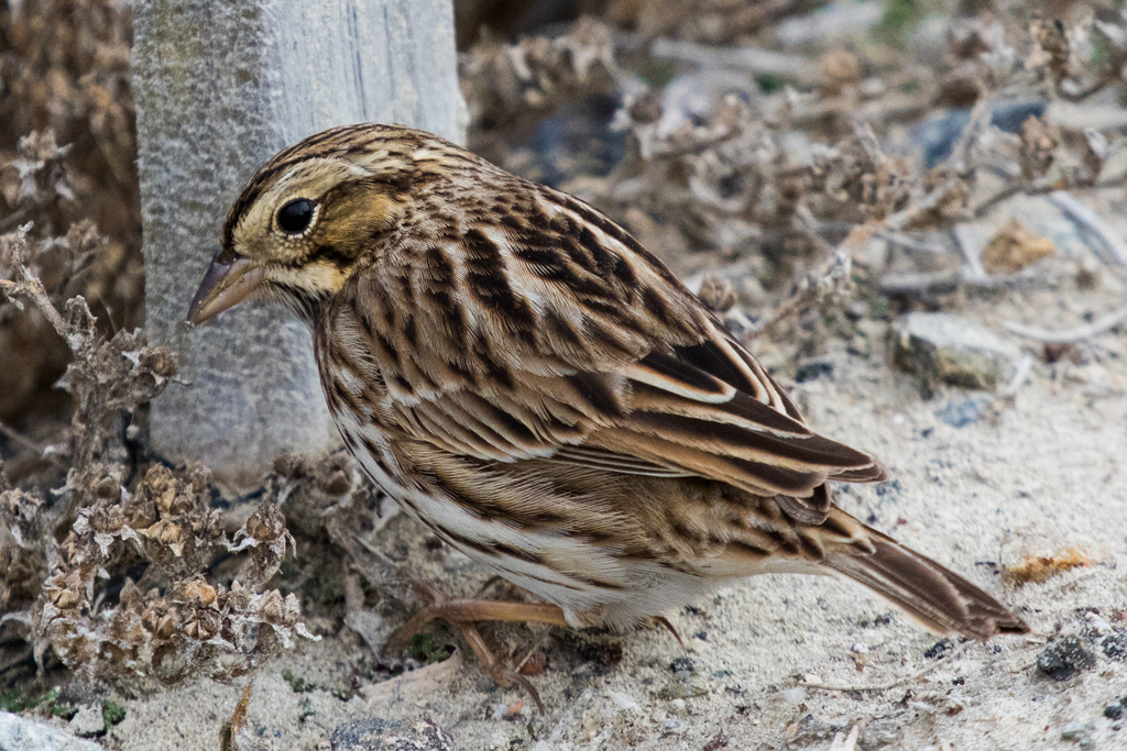 Belding's Savannah Sparrow (Guide to the Nature of San Diego National ...