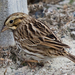 Belding's Sparrow - Photo (c) BJ Stacey, some rights reserved (CC BY-NC), uploaded by BJ Stacey