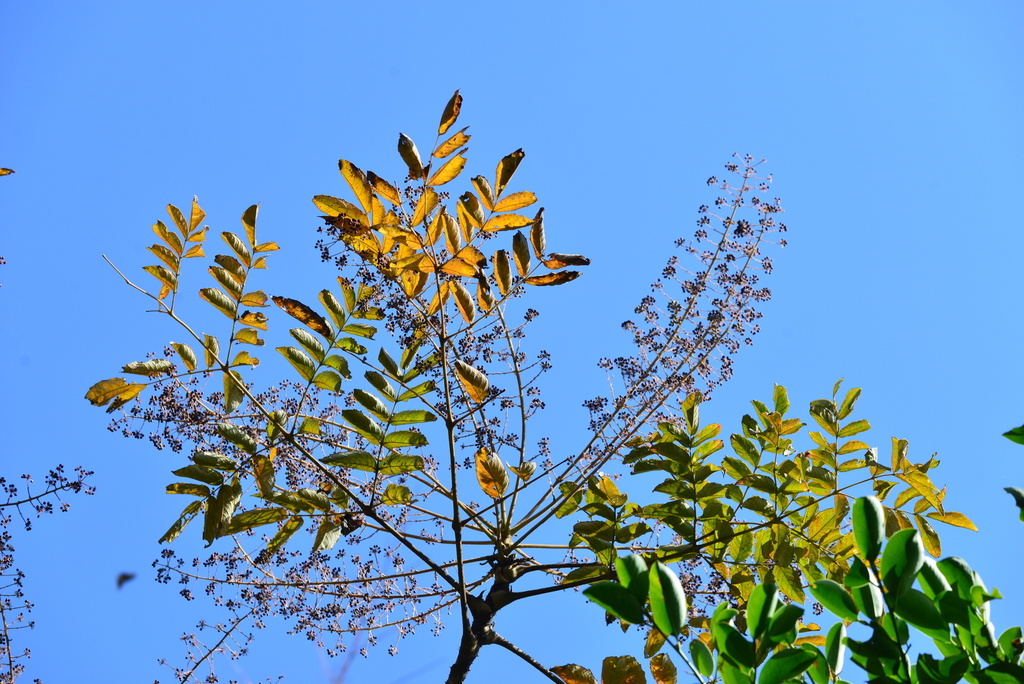 Decaisne's spikenard