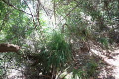Carex lancea