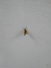 Pantherodes pardalaria