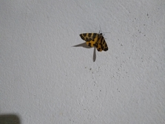 Pantherodes pardalaria