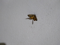 Pantherodes pardalaria