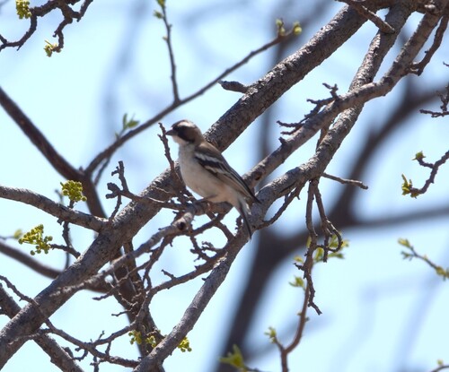 White-browed Sparrow-Weaver