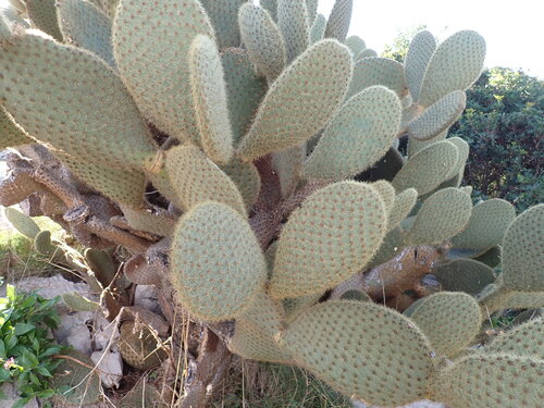 Opuntia scheeri, photograph 6