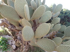 Opuntia scheeri, photograph author not stated, no rights reserved