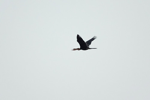 African Darter