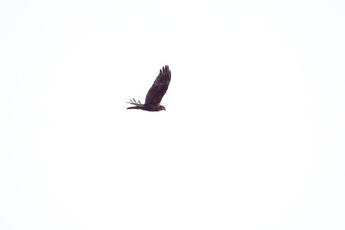 Western Marsh Harrier