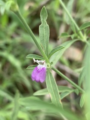 Justicia divaricata