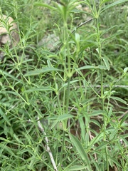 Justicia divaricata