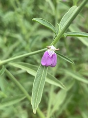Justicia divaricata