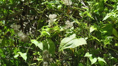 Mikania chenopodiifolia