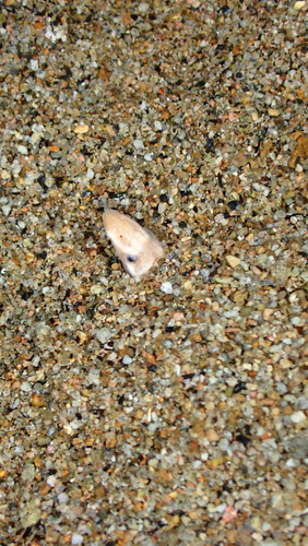 Vulture snake eel (Ichthyapus vulturis) — Ophichthidae — 5