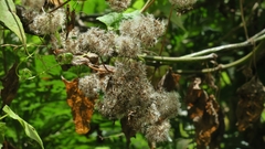 Mikania chenopodiifolia