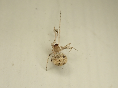 Theridion manjithar