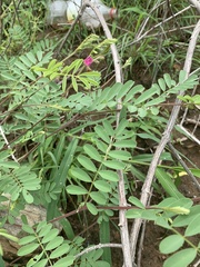 Tephrosia semiglabra