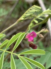 Tephrosia semiglabra