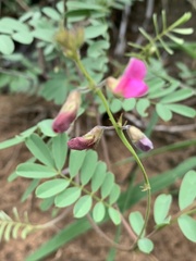 Tephrosia semiglabra