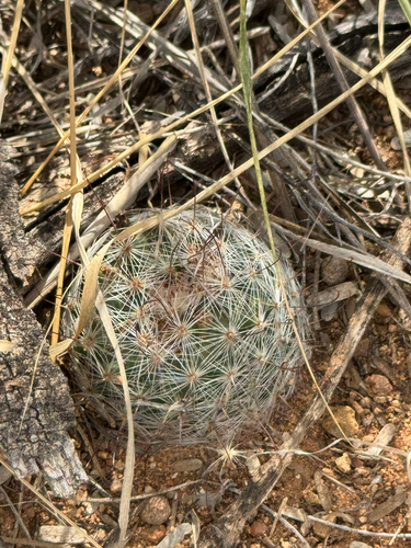 Cochemiea barbata, photograph 6