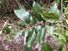 Rhamnus formosana