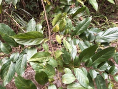 Rhamnus formosana