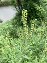 Heliotropium zeylanicum